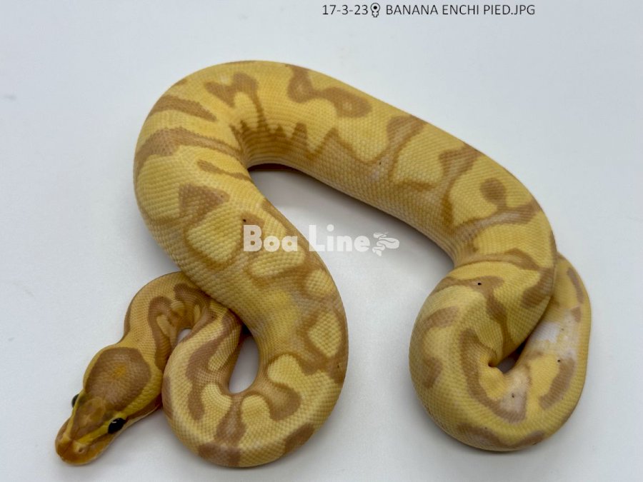 BANANA ENCHI PIED